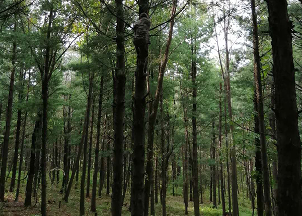 森林区划界定、生态功能、经济效益监测评价