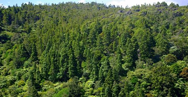 森林资源资产价值评估