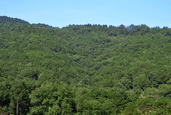 尾矿库森林植被绿化规划设计方案