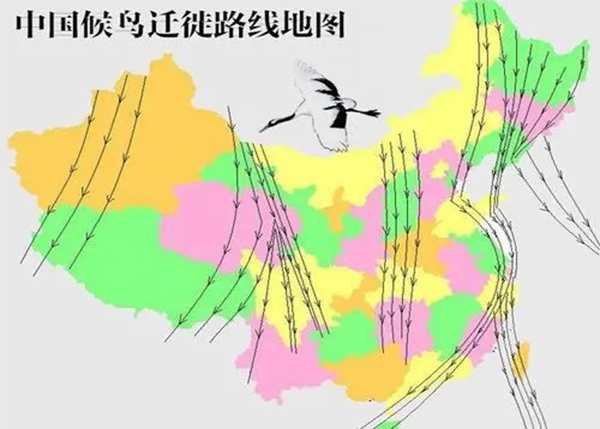 候鳥遷移路線評估(gu)報(bao)告