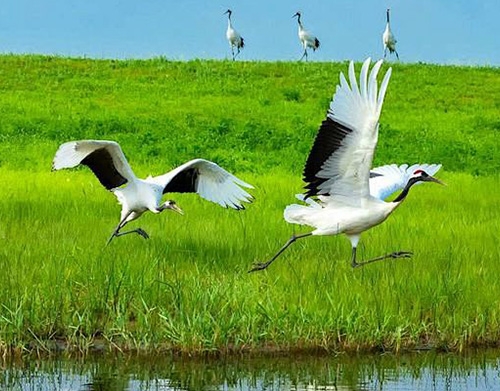 河池候鸟迁移路线评估报告